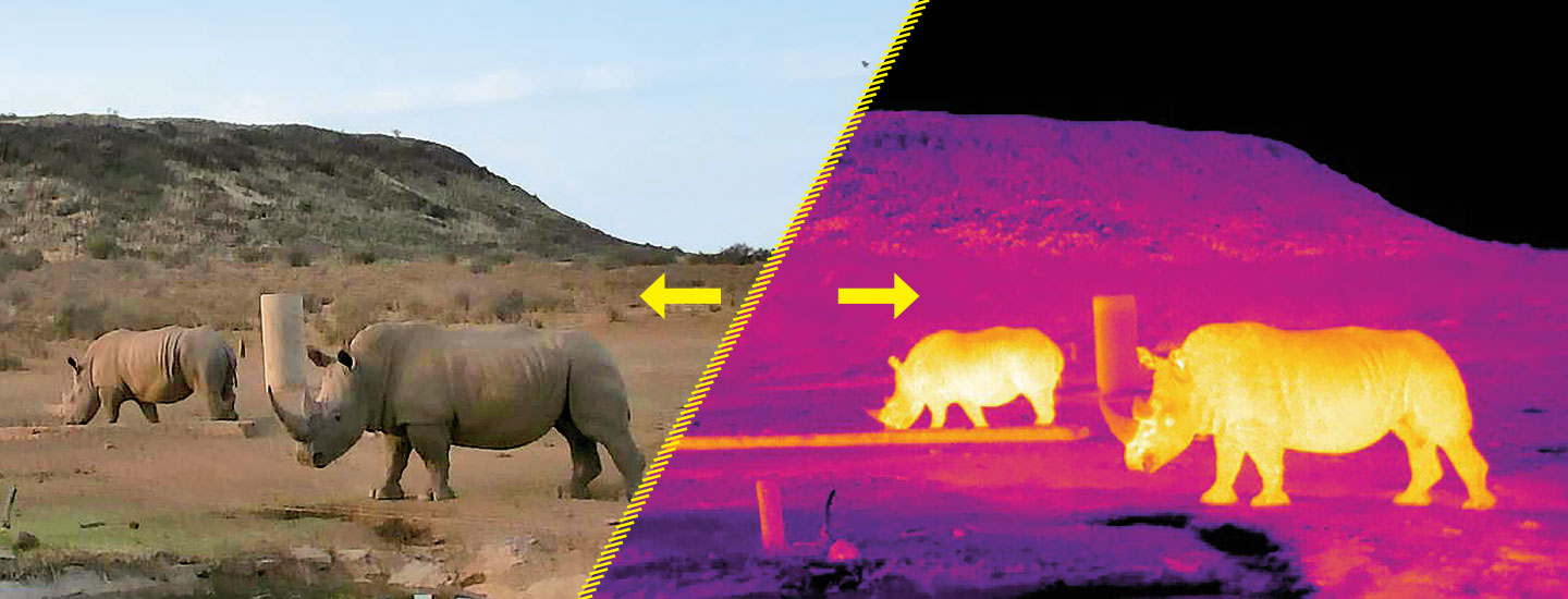 Two images of two rhinos, one normal and the other infrared