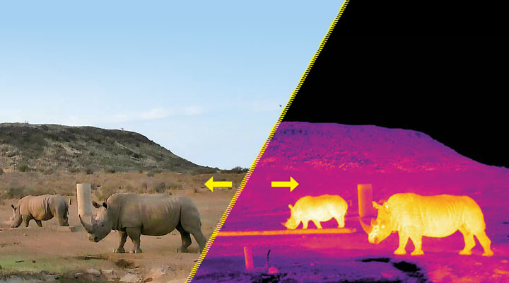 Two images of two rhinos, one normal and the other infrared