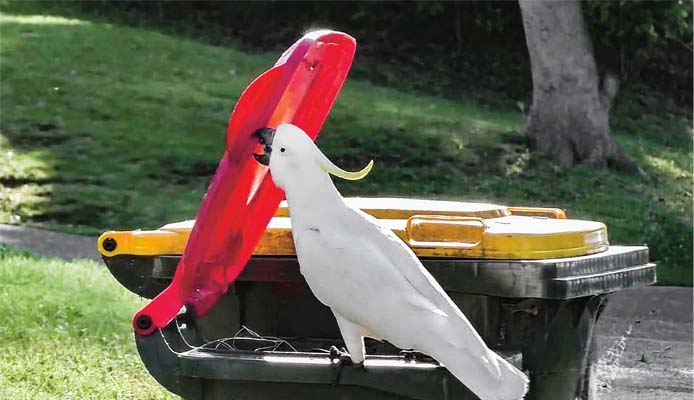 Bird opening trash can lid
